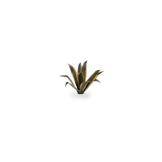 Agave - Gamers Grass Laser Plants