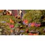 Garden Flowers Set - Gamers Grass