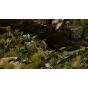 Lords-and-Ladies - Gamers Grass Laser Plants